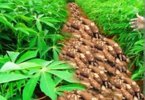 Cassava Farming Project
